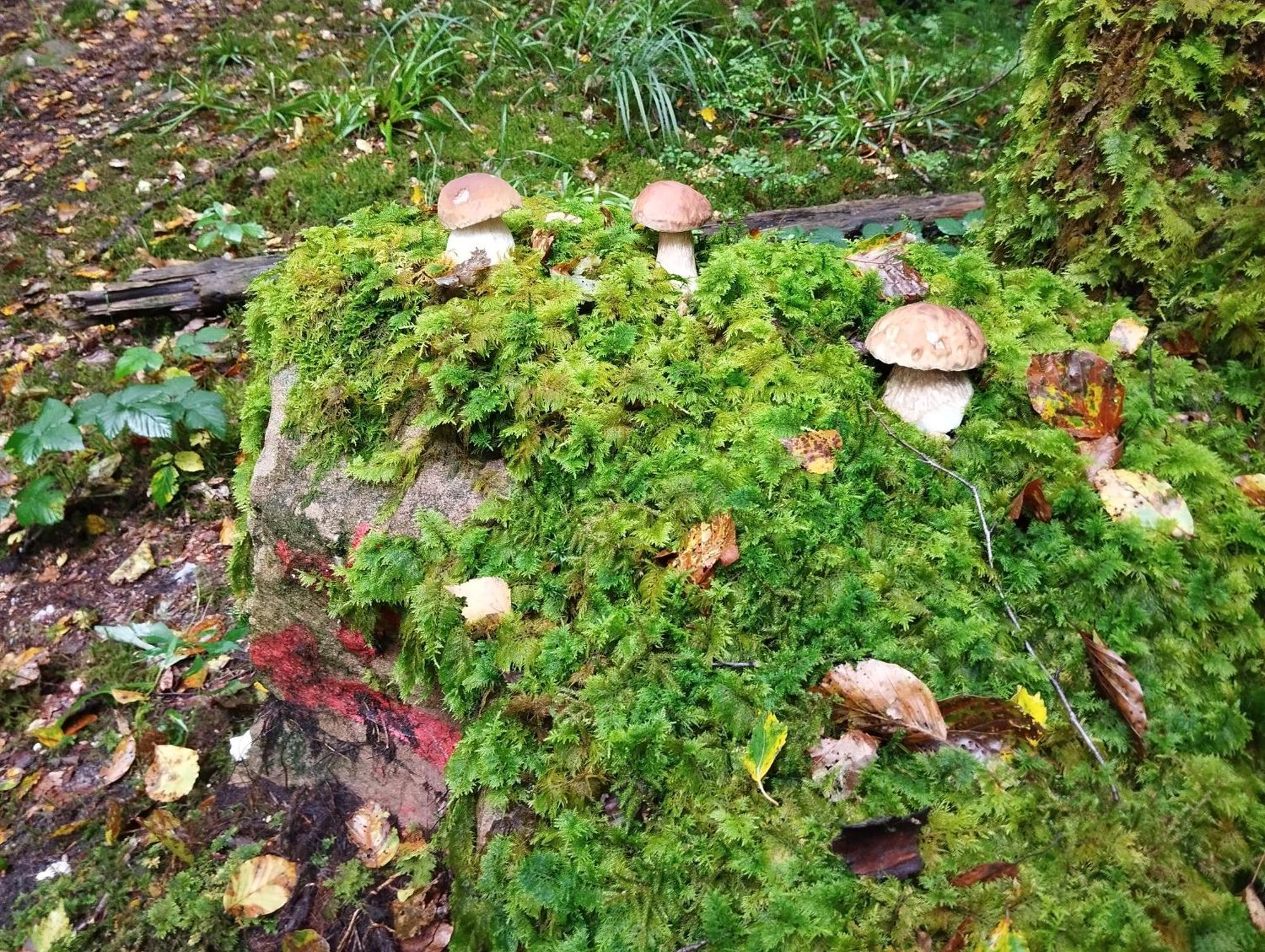 Gite De Rarounette Au Coeur Des Vosges Celles-sur-Plaine Exterior photo