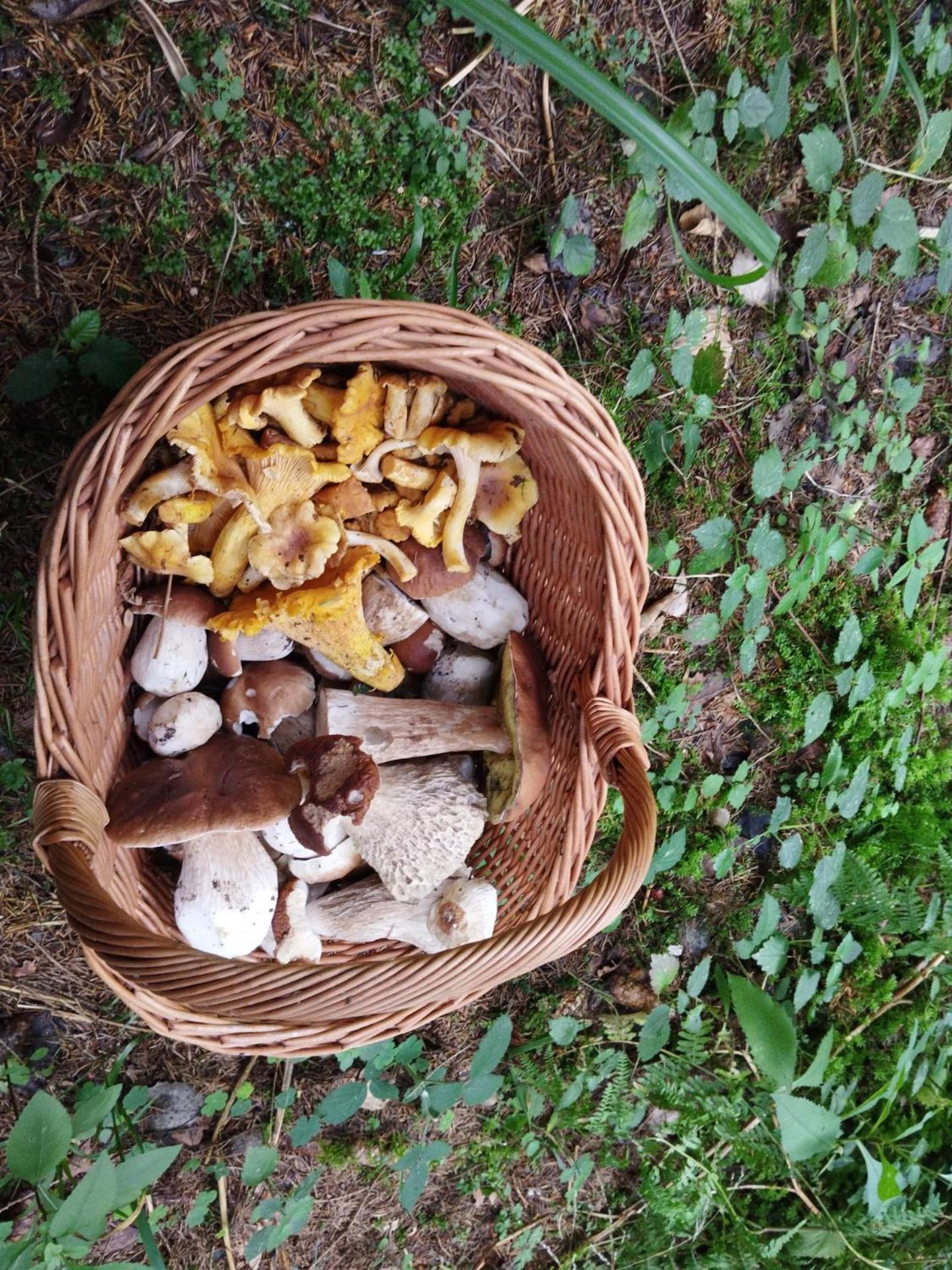 Gite De Rarounette Au Coeur Des Vosges Celles-sur-Plaine Exterior photo