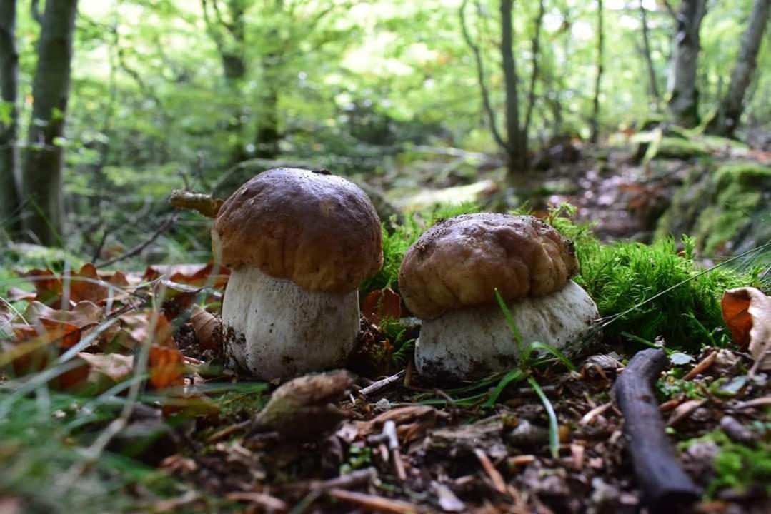 Gite De Rarounette Au Coeur Des Vosges Celles-sur-Plaine Exterior photo